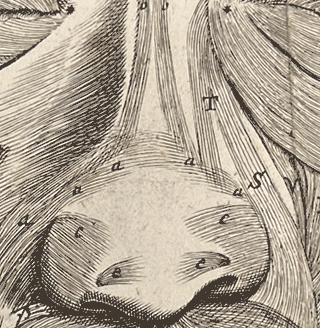 Eine Abbildung aus der niederländischen Ausgabe von Ambroise Parés "Abhandlung über die Behandlung von Verwundungen durch Feuerwaaffen und Schießpulver". Zu der Beschreibung ist ein verwundenes Gesicht gezeichnet.