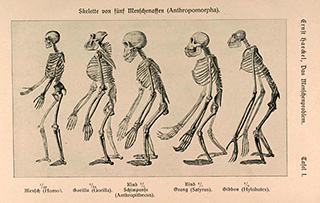 Eine historische Abbildung von der Entwicklung des Menschen vom Affen, von Ernst Haeckel.