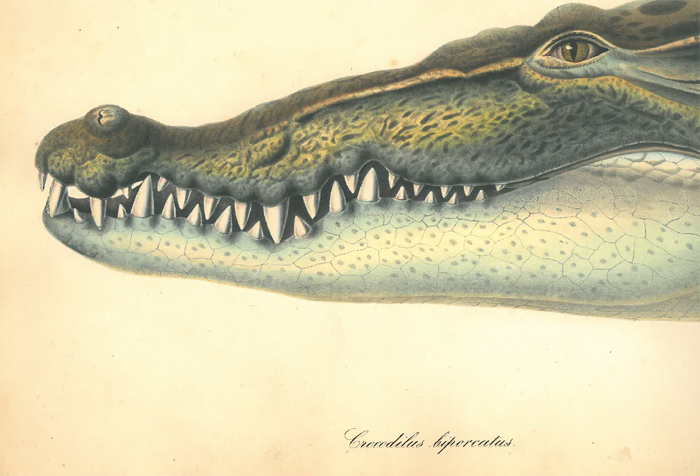 Eine Abbildung des Kopfes eines Krokodils. Abgebildet sind die Zähne und das linke Augen des Reptils.
