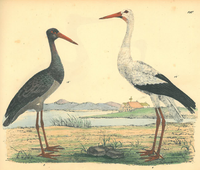 Eine Abbildung von einem Teich und einer Berglandschaft. Im Vordergrund sind zwei Storche mit unterschiedlichen Farben abgebildet.