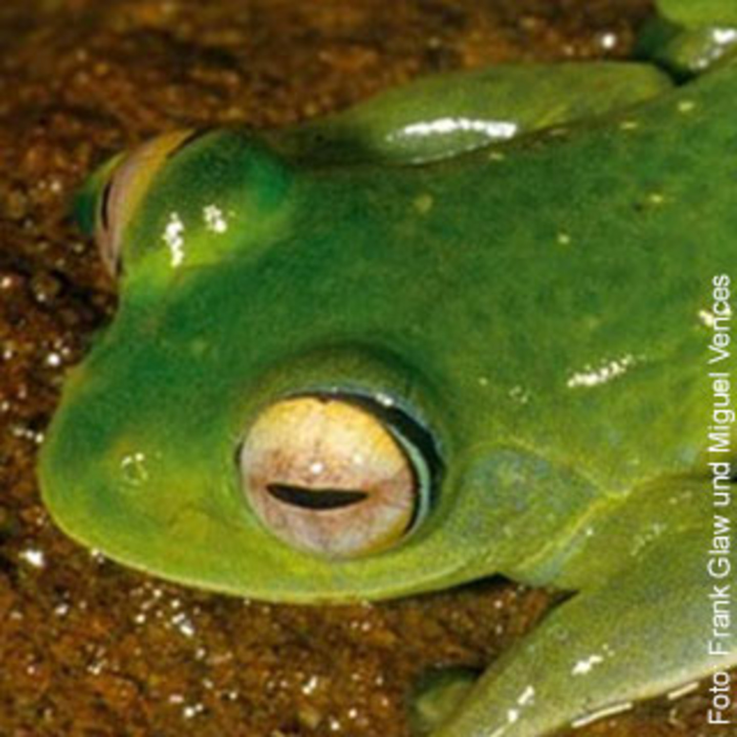 Abbildung eines Frosches der Art "Boophis englaenderi"