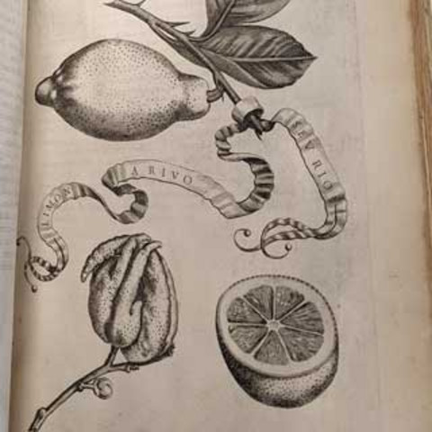 Illustration of drawn lemons.