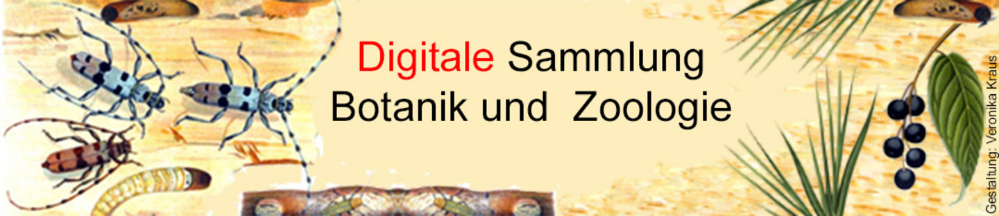 Ein Banner mit der Aufschrift "Digitale Sammlung - Botanik und Zoologie". Zusehen sind verschiedenste Käfer und Pflanzen.