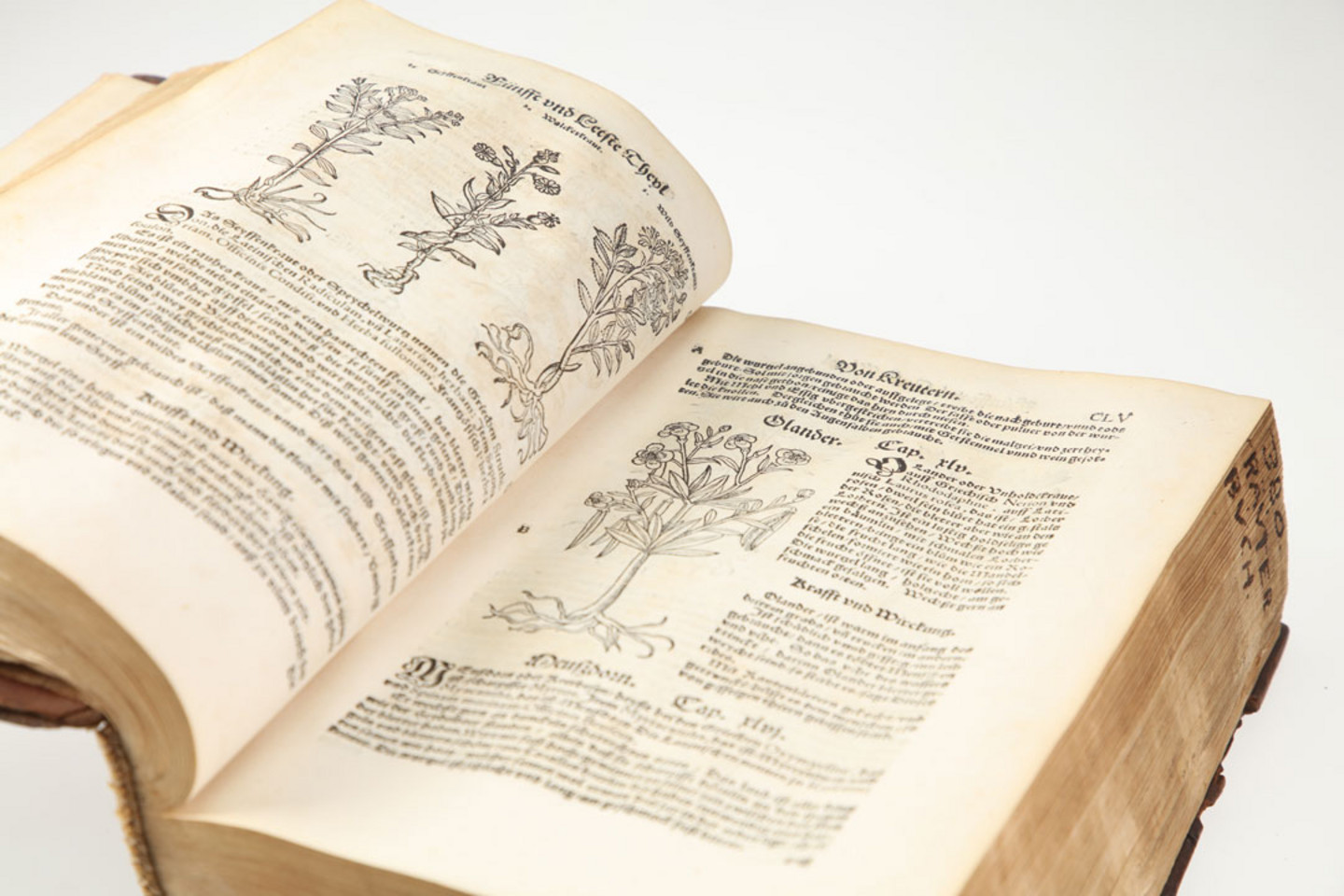 Foto eines beschädigten Buches aus dem Jahr 1560: Lonitzer, Adam: Naturalis historiae opus novum <dt.> Kräuterbuch, Frankfurt a. M.: Egenolff, Jahr: 1560, Neuausg. Signatur: SB1014